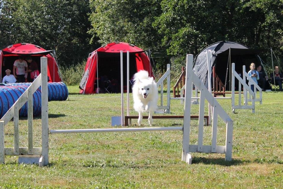 Blanding af racer Stella - DGI stævne d 31/8-13 billede 24