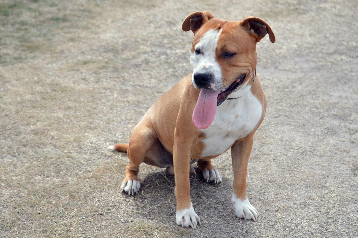 Staffordshire bull terrier Cody - Dogs are better than human beings because they know, but do not tell - Cody 1 år <3 billede 18