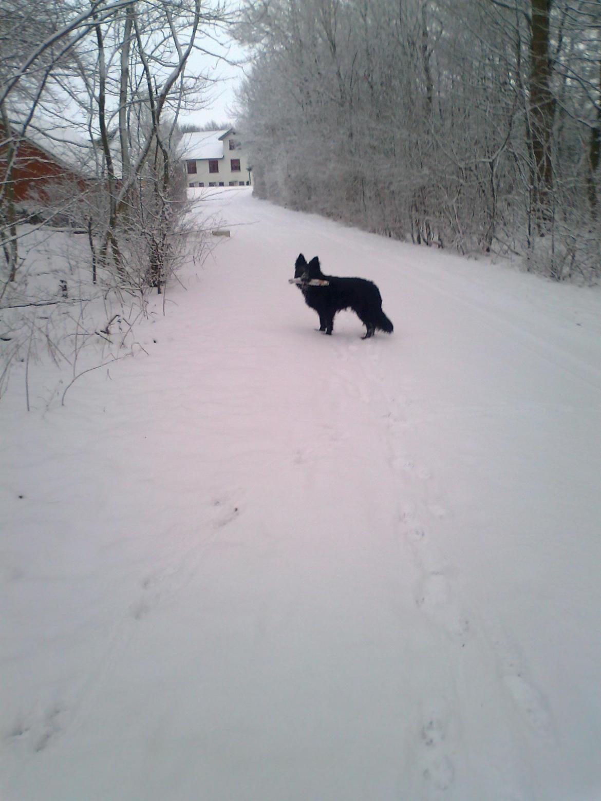 Schæferhund Alt Deutscher - Kenzo billede 8