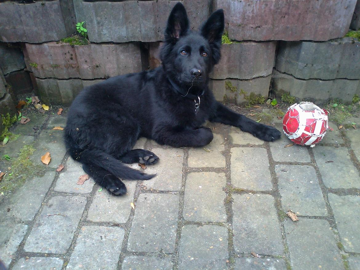 Schæferhund Alt Deutscher - Kenzo - 4 mdr. Lige fået ham :) billede 3