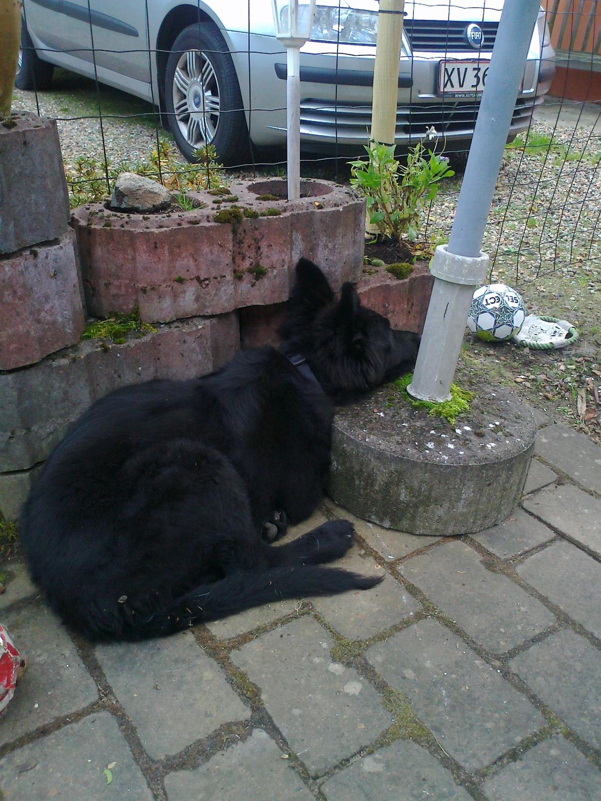 Schæferhund Alt Deutscher - Kenzo - 4 mdr billede 4