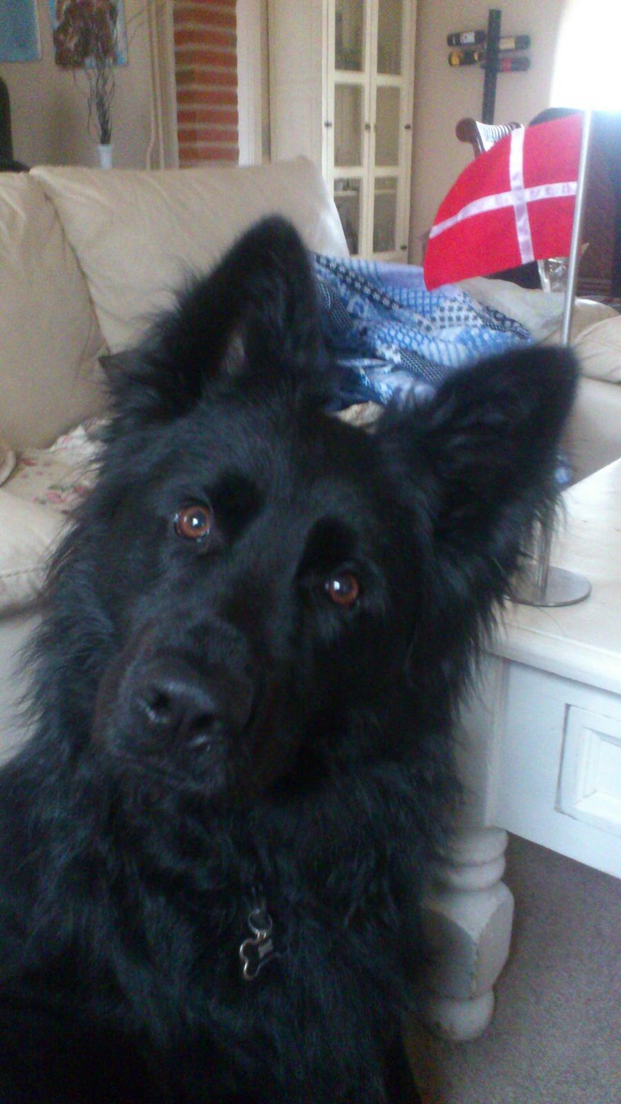 Schæferhund Alt Deutscher - Kenzo - 1 år billede 6