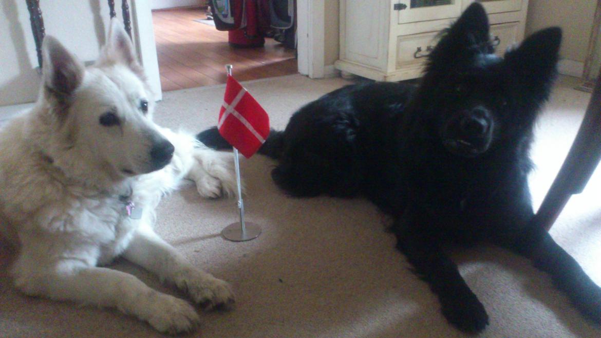 Schæferhund Alt Deutscher - Kenzo - Her er jeg til 11 års fødselsdag hos min søster Sinta, jeg er selv 2 år:) billede 12