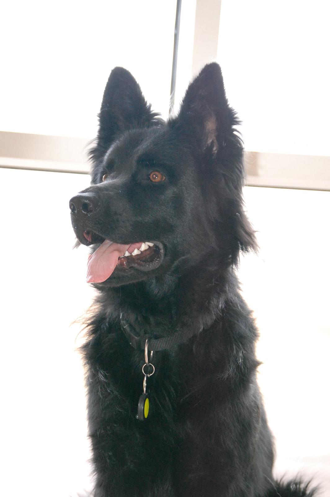 Schæferhund Alt Deutscher - Kenzo - 1 år billede 2