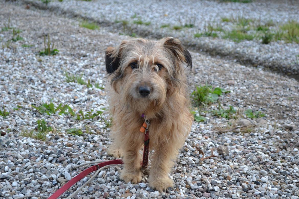 Blanding af racer Chewbacca (Chewie) - **NYT** Smukke Chewie. :o) billede 16