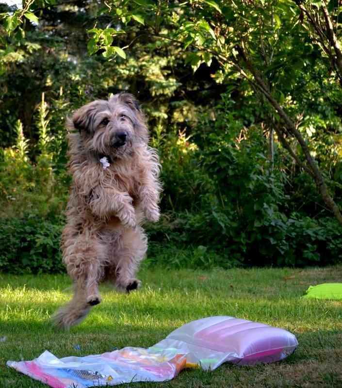 Blanding af racer Chewbacca (Chewie) - **NYT**Ninja hund jeg har mig..  billede 17