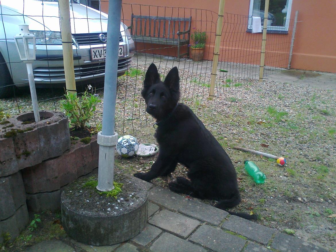 Schæferhund Alt Deutscher - Kenzo - 4 mdr billede 5