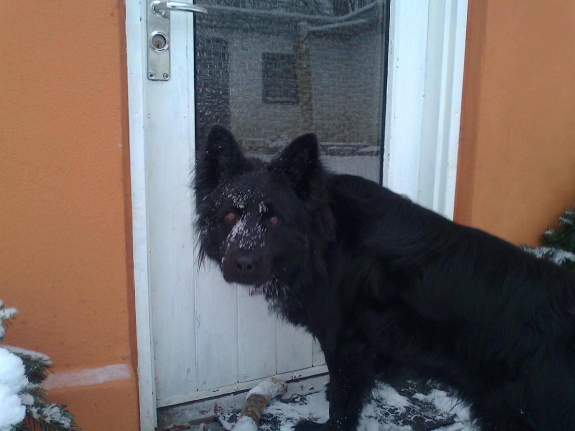 Schæferhund Alt Deutscher - Kenzo billede 9