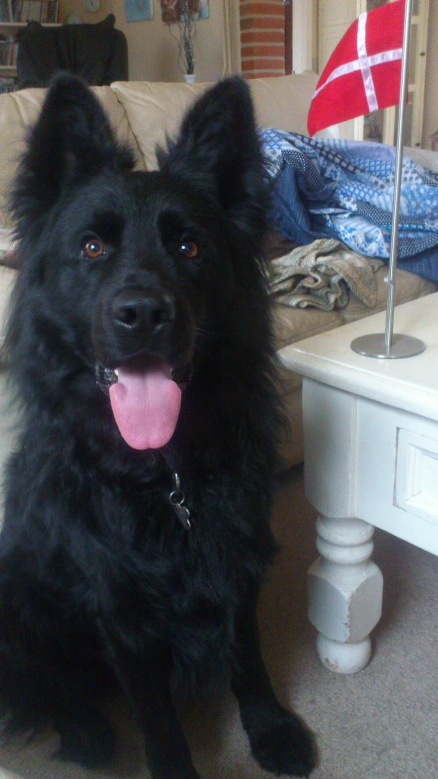 Schæferhund Alt Deutscher - Kenzo - 2 år billede 11