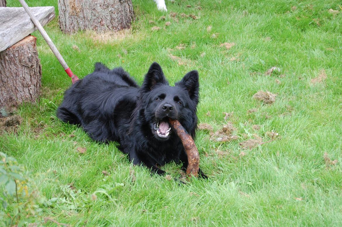 Schæferhund Alt Deutscher - Kenzo billede 1