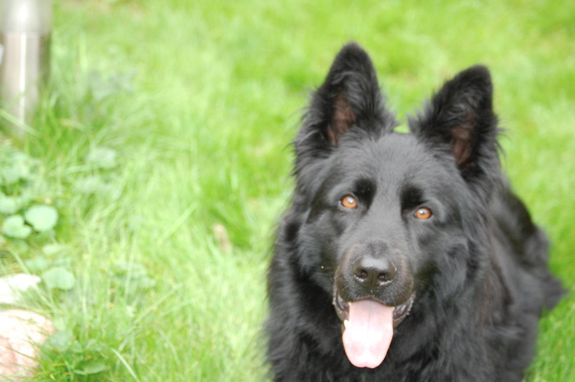 Schæferhund Alt Deutscher - Kenzo billede 7