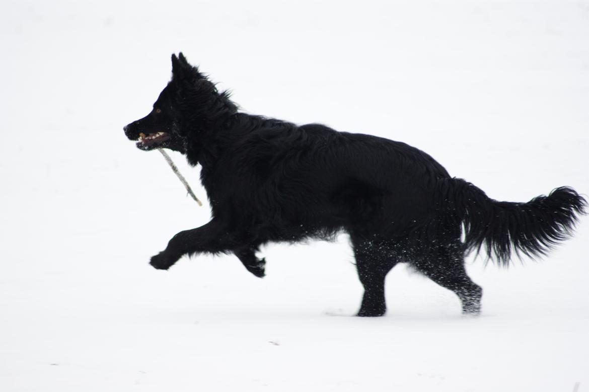 Schæferhund Alt Deutscher - Kenzo billede 10
