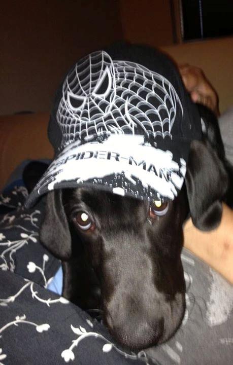 Labrador retriever sasja billede 11