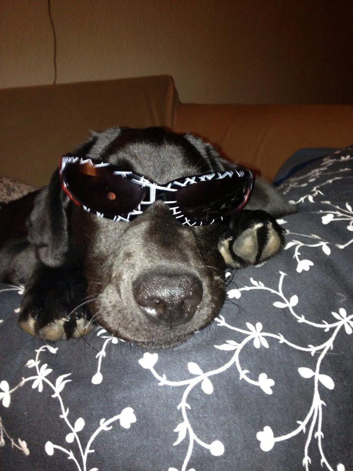 Labrador retriever sasja billede 12