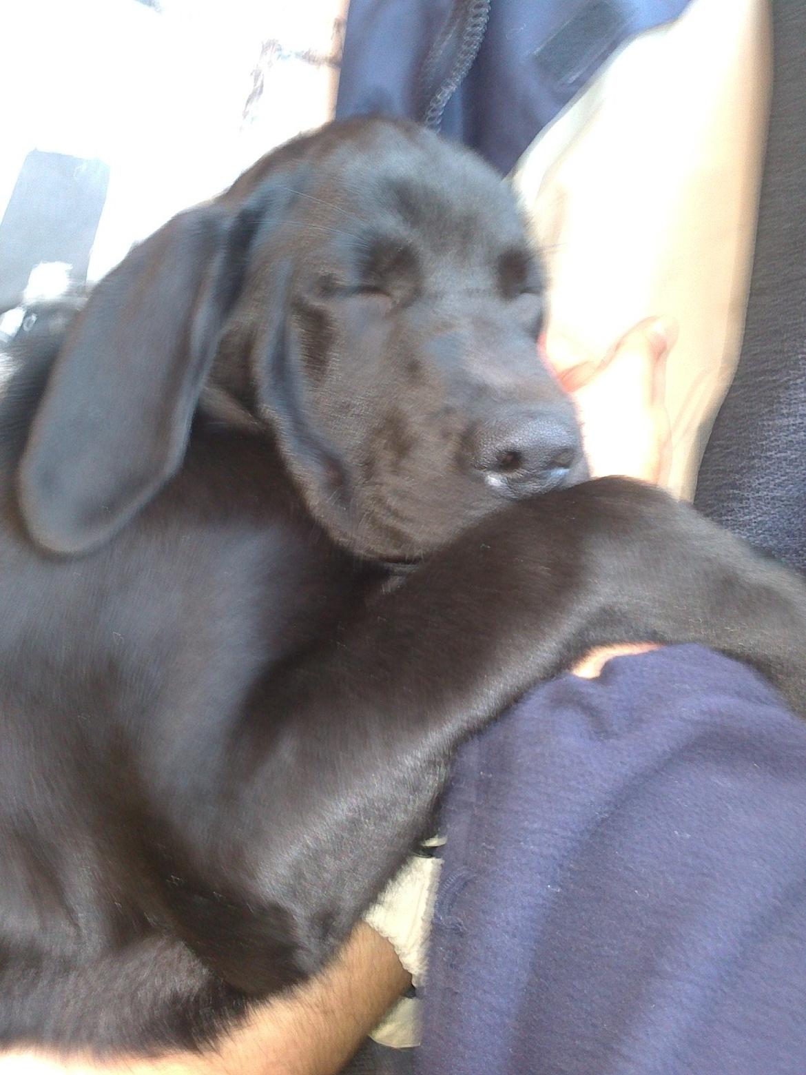 Labrador retriever sasja billede 13