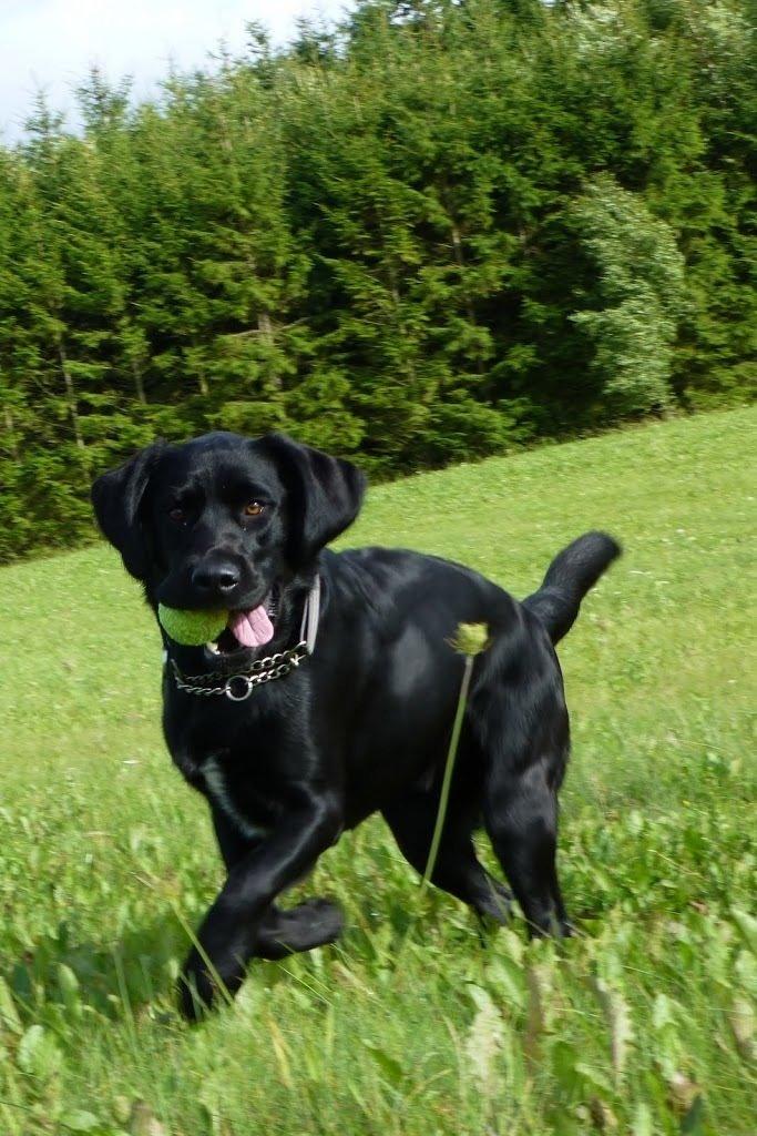 Blanding af racer Gustav billede 15