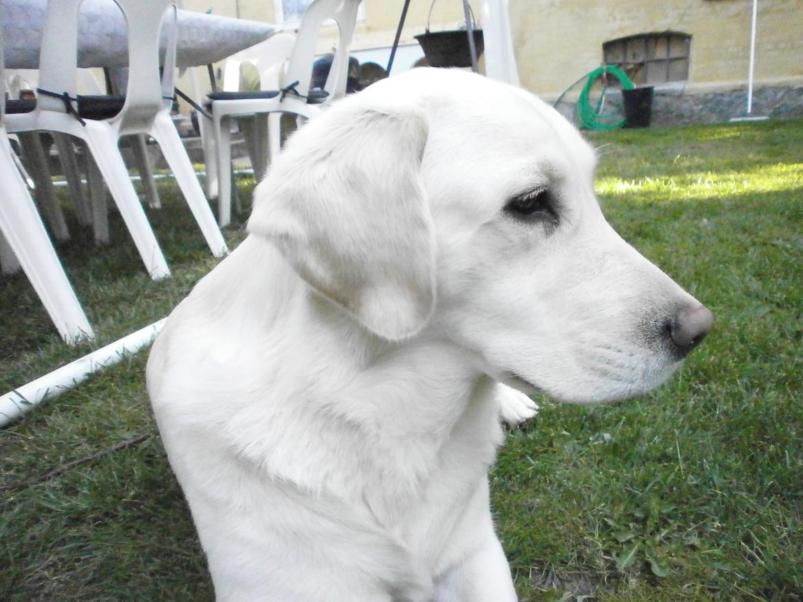 Blanding af racer †Puk† billede 32