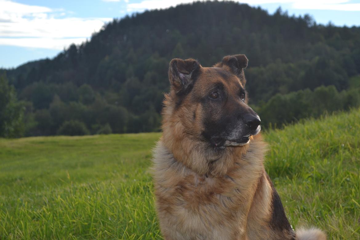 Schæferhund Elverhøj Pele (Kastro) billede 7