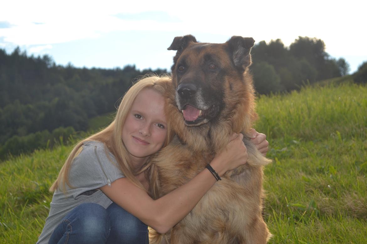 Schæferhund Elverhøj Pele (Kastro) billede 8