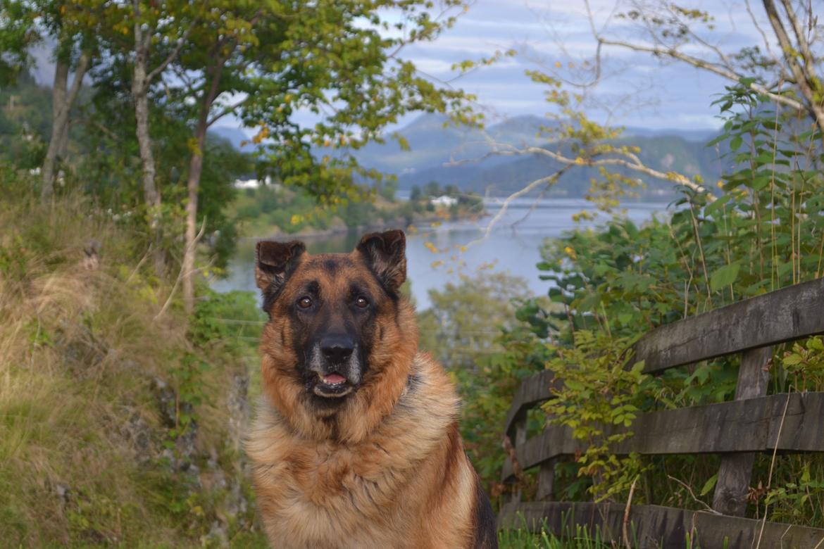 Schæferhund Elverhøj Pele (Kastro) billede 9