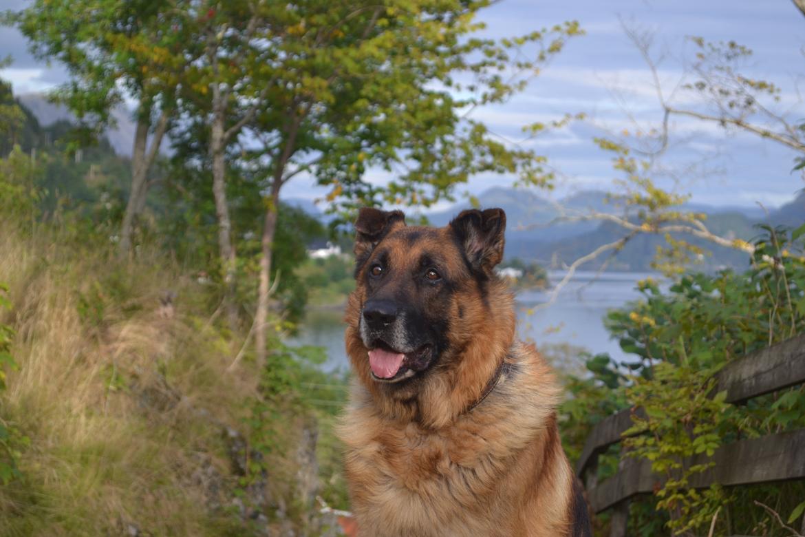 Schæferhund Elverhøj Pele (Kastro) billede 10
