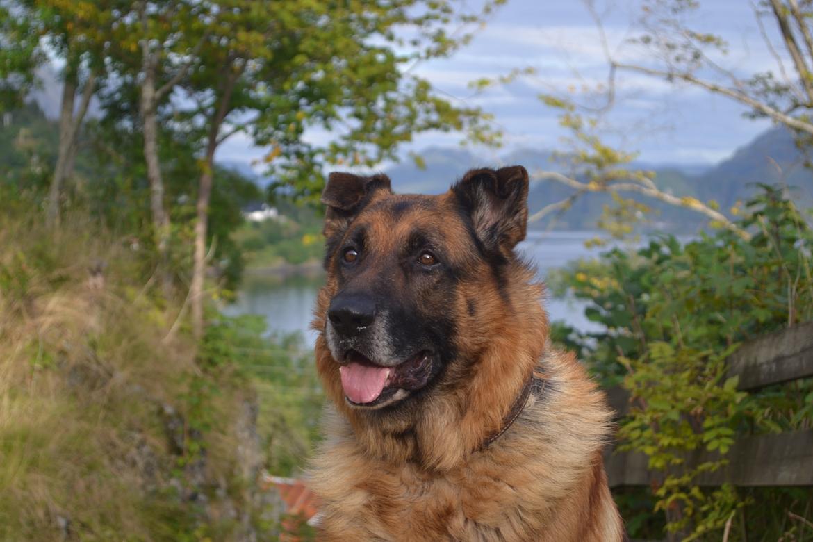 Schæferhund Elverhøj Pele (Kastro) billede 11