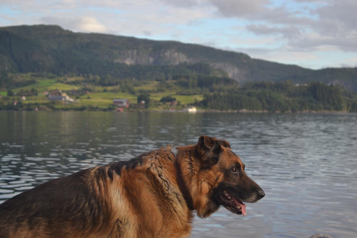 Schæferhund Elverhøj Pele (Kastro) billede 12