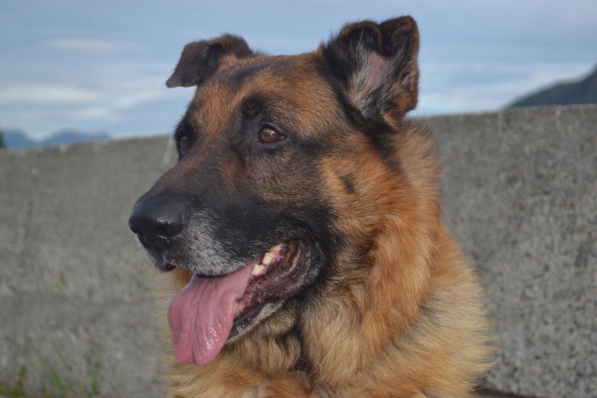 Schæferhund Elverhøj Pele (Kastro) billede 13