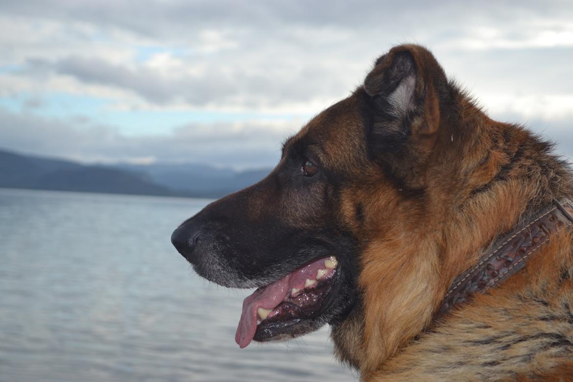 Schæferhund Elverhøj Pele (Kastro) billede 14