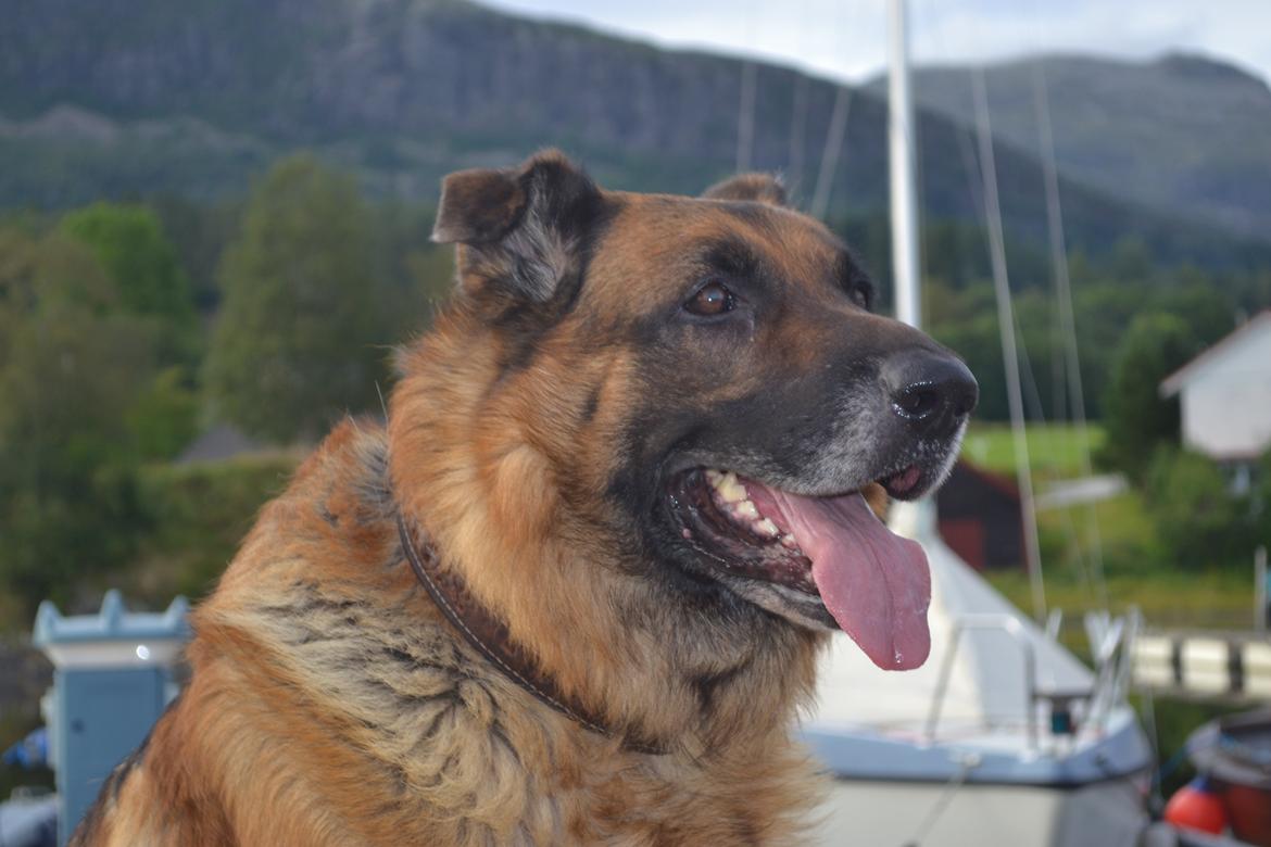 Schæferhund Elverhøj Pele (Kastro) billede 15