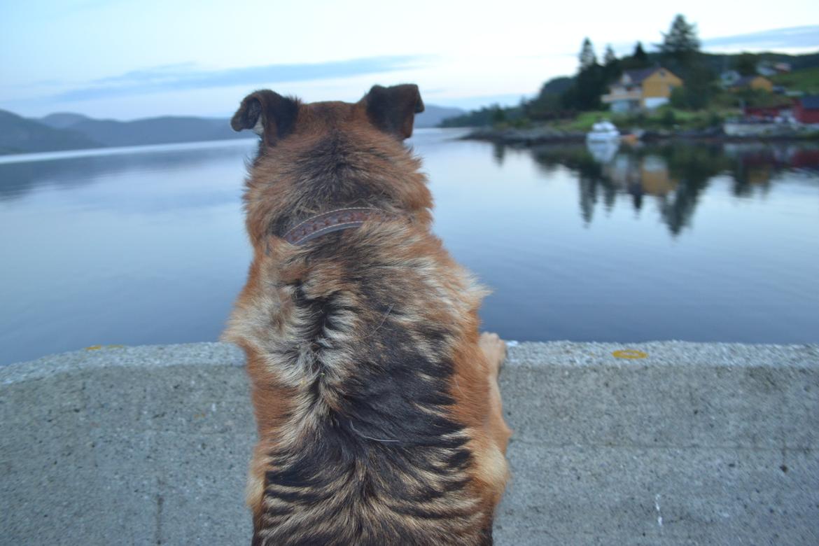 Schæferhund Elverhøj Pele (Kastro) billede 16