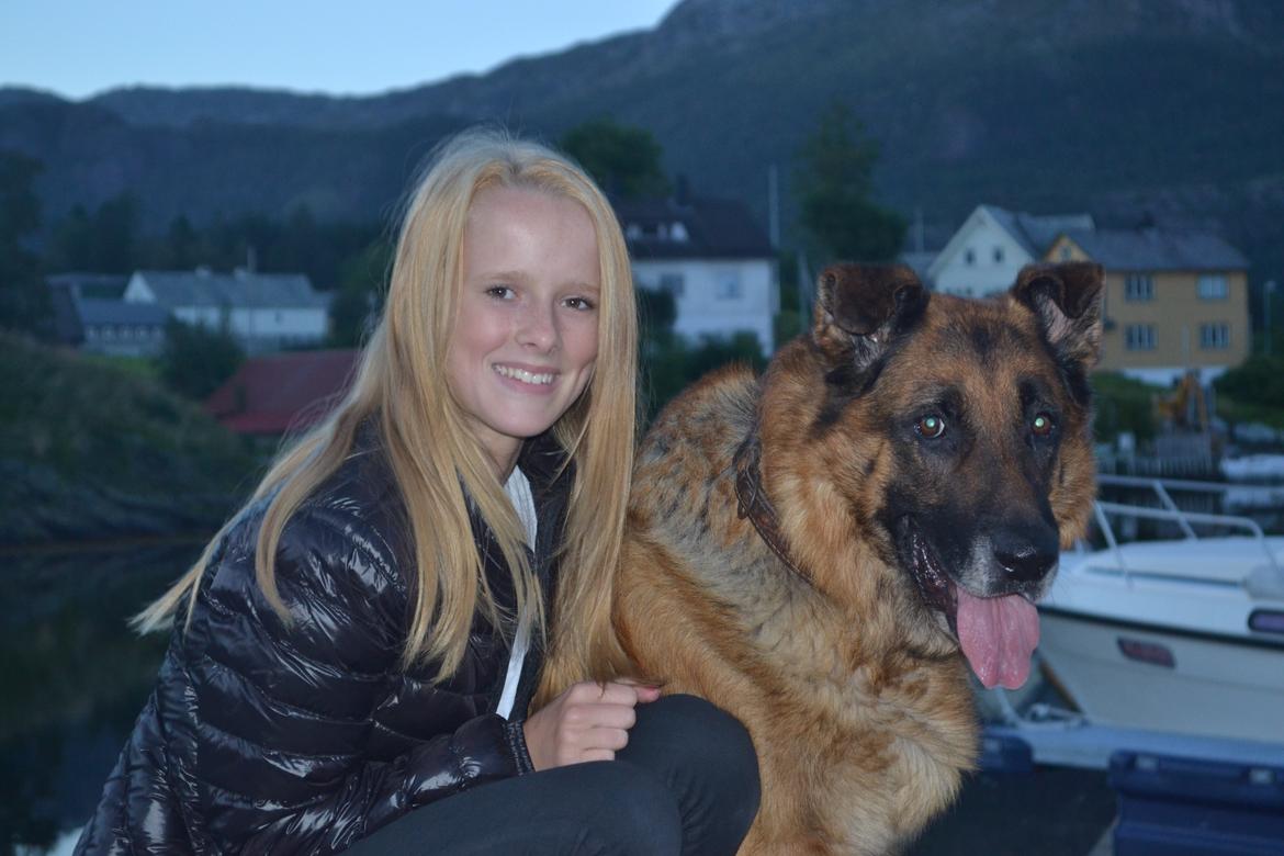 Schæferhund Elverhøj Pele (Kastro) billede 17