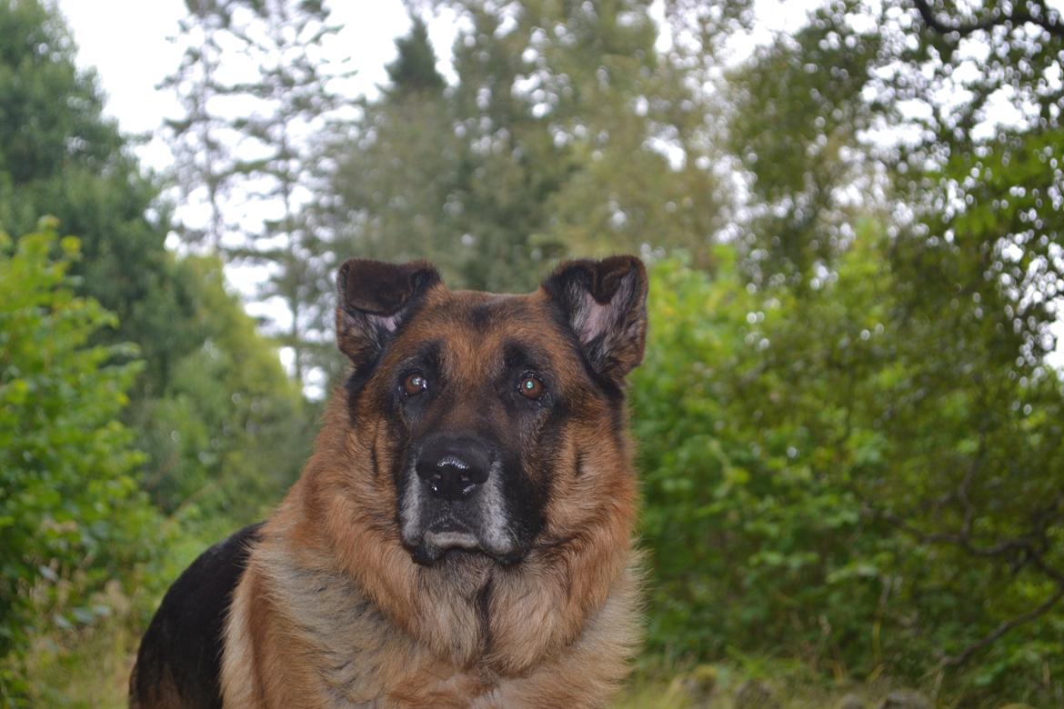 Schæferhund Elverhøj Pele (Kastro) billede 18