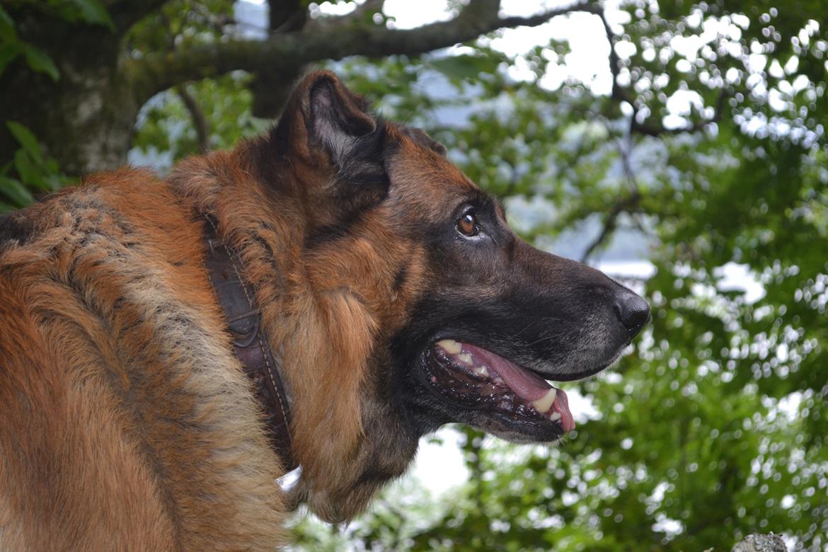 Schæferhund Elverhøj Pele (Kastro) billede 19