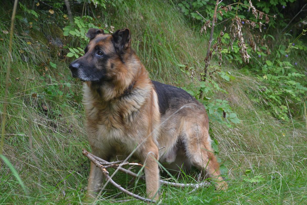 Schæferhund Elverhøj Pele (Kastro) billede 20