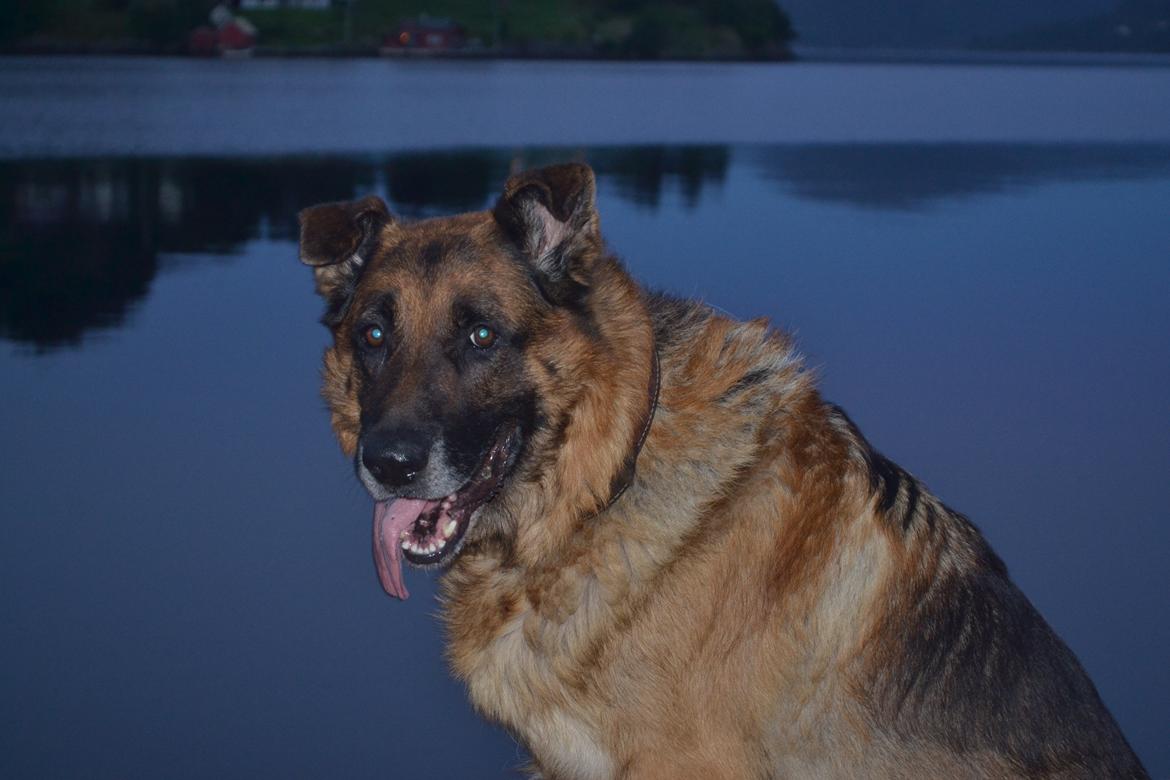 Schæferhund Elverhøj Pele (Kastro) billede 21