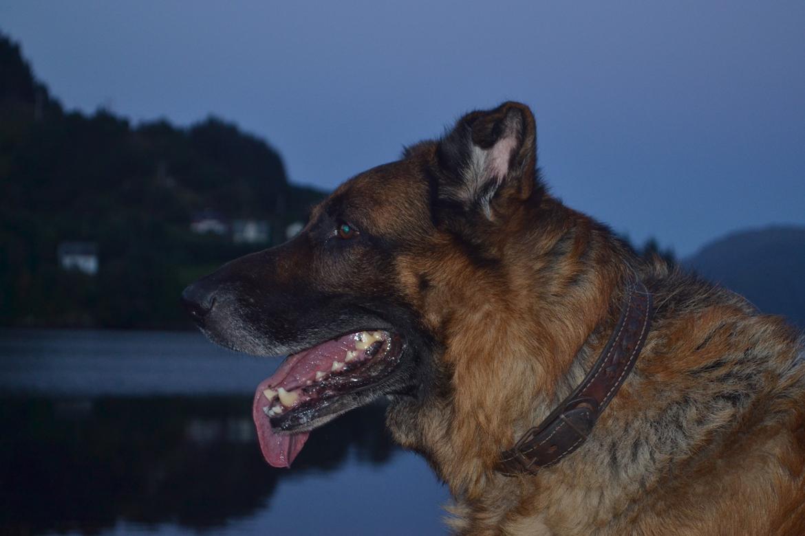 Schæferhund Elverhøj Pele (Kastro) billede 22