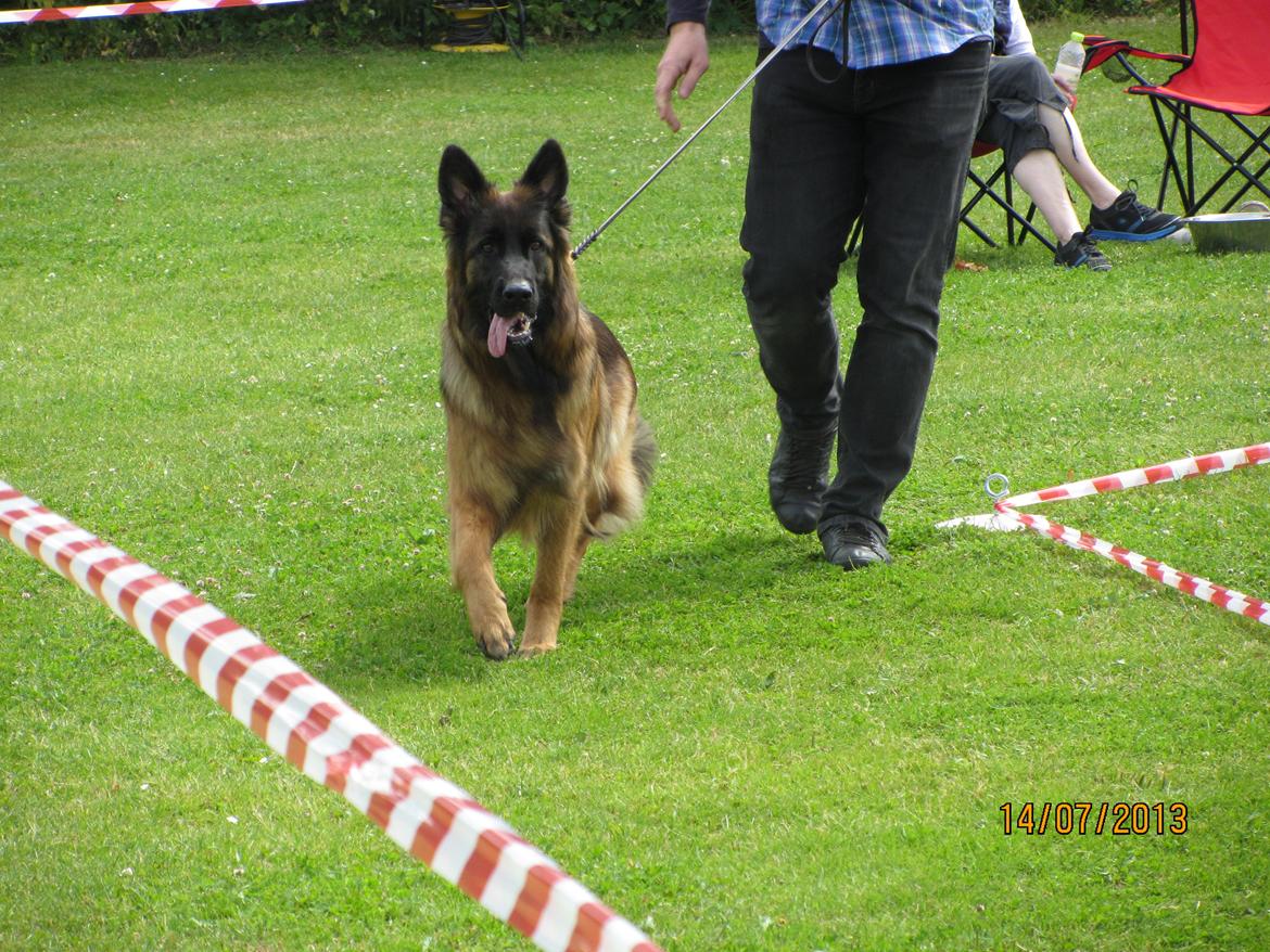 Schæferhund Hassenkam's Christa - Min dejlige tøs i ringen på Rønnede kombiskue 2013. Jeg er helt tosset med hendes farver og udtryk. billede 26