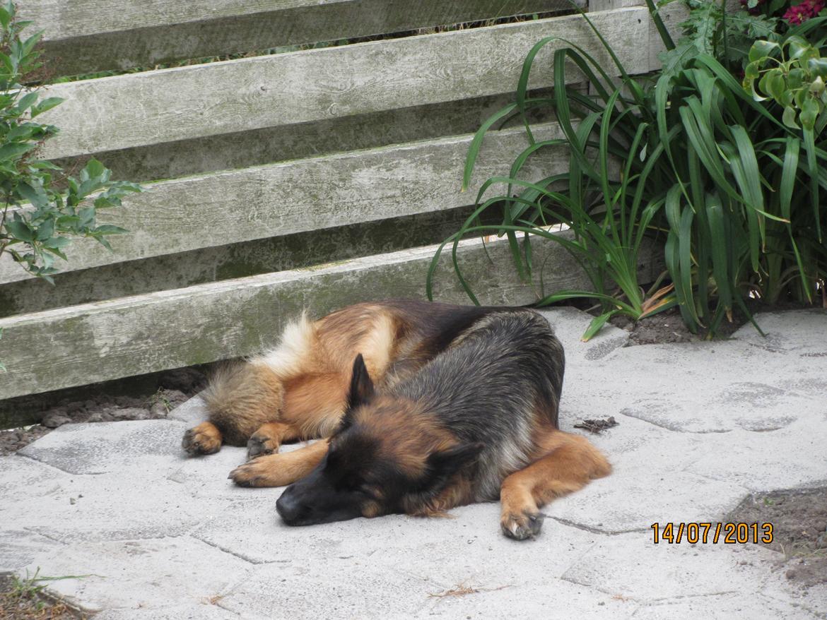 Schæferhund Hassenkam's Christa - Det er meget hårdt at være en udstillings hund, så der skal en masse hvile til. billede 28