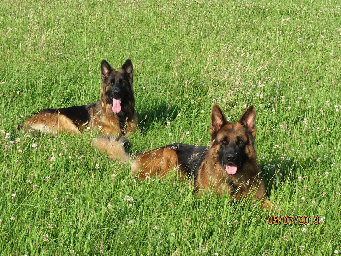 Schæferhund Akacias Quando - Sommer og sol med lillesøster. billede 22