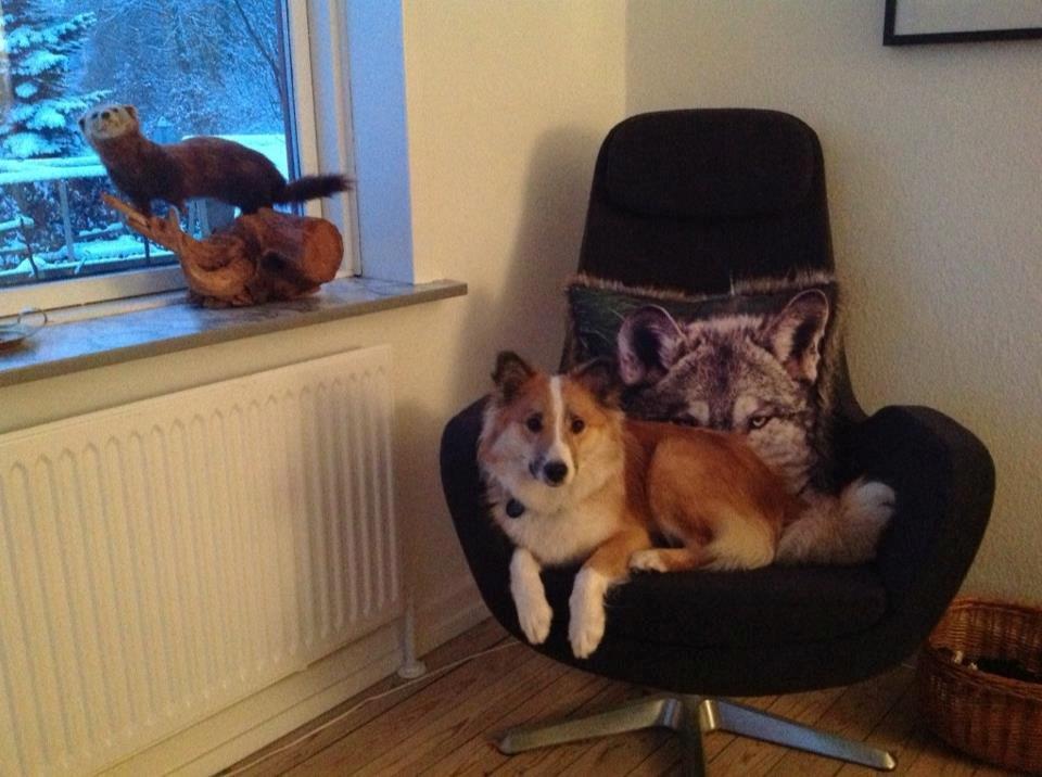 Islandsk fårehund Saga - Min stol hvorfra jeg vogter på "Mårten" (måren i vinduet), han laver tit slemme ting, så jeg må holde godt øje med ham! billede 3