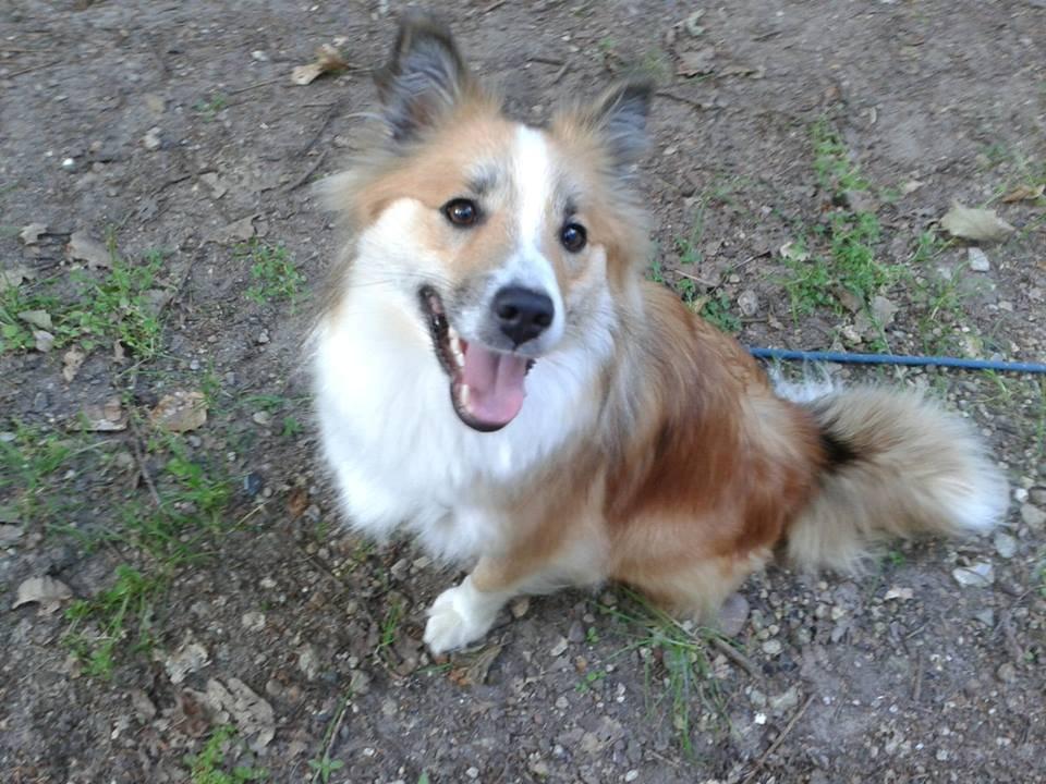 Islandsk fårehund Saga - Jeg er meget glad, for min mor har købt Frolics som gå-tur belønning. Jeg vil gøre ALT for Frolics. Det er egentligt lidt tys-tys, for det er noget forfærdeligt noget at stoppe i sin hund, siger mor ;-) billede 1