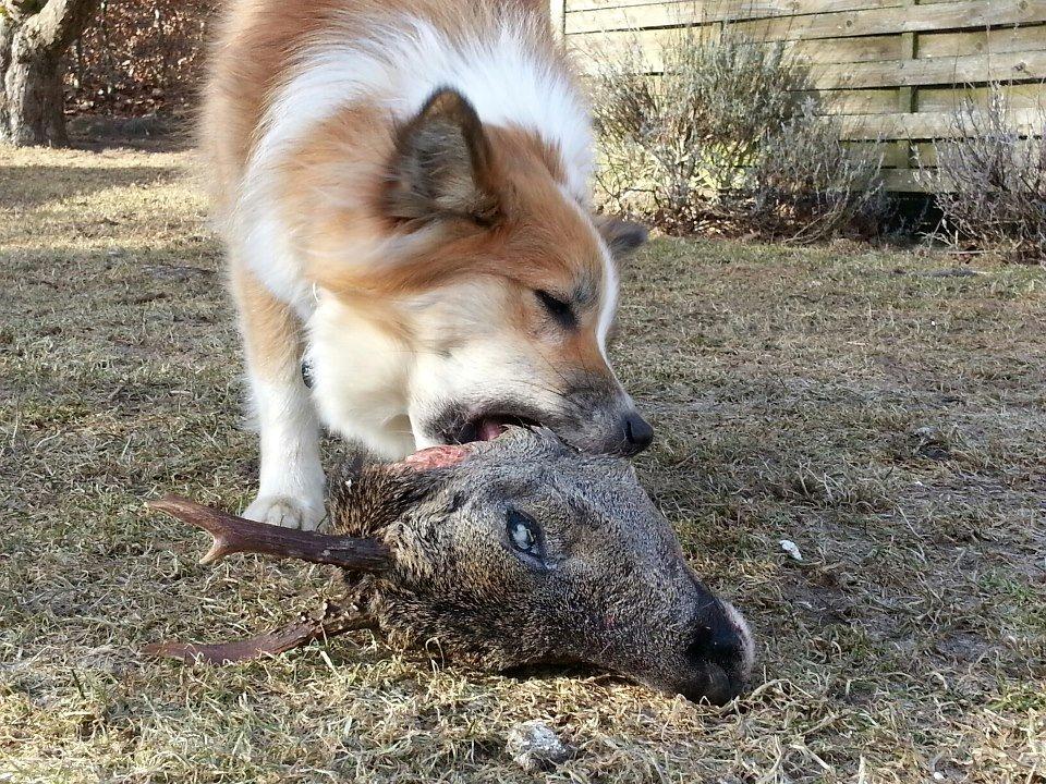 Islandsk fårehund Saga - Her spiser jeg resterne af en hjort, som jeg selv har nedlagt i skoven - ej, ok måske ikke ligefrem "nedlagt", hevet ud af en pose så! Min mor siger at jeg ikke må joke med sådan noget, for der er nogle, som kunne tro det var sandt. billede 2