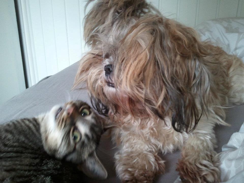 Shih tzu Ella billede 3