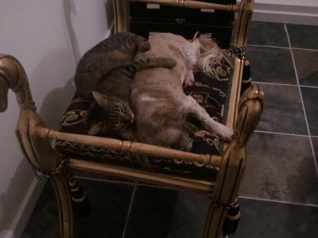 Shih tzu Ella billede 4