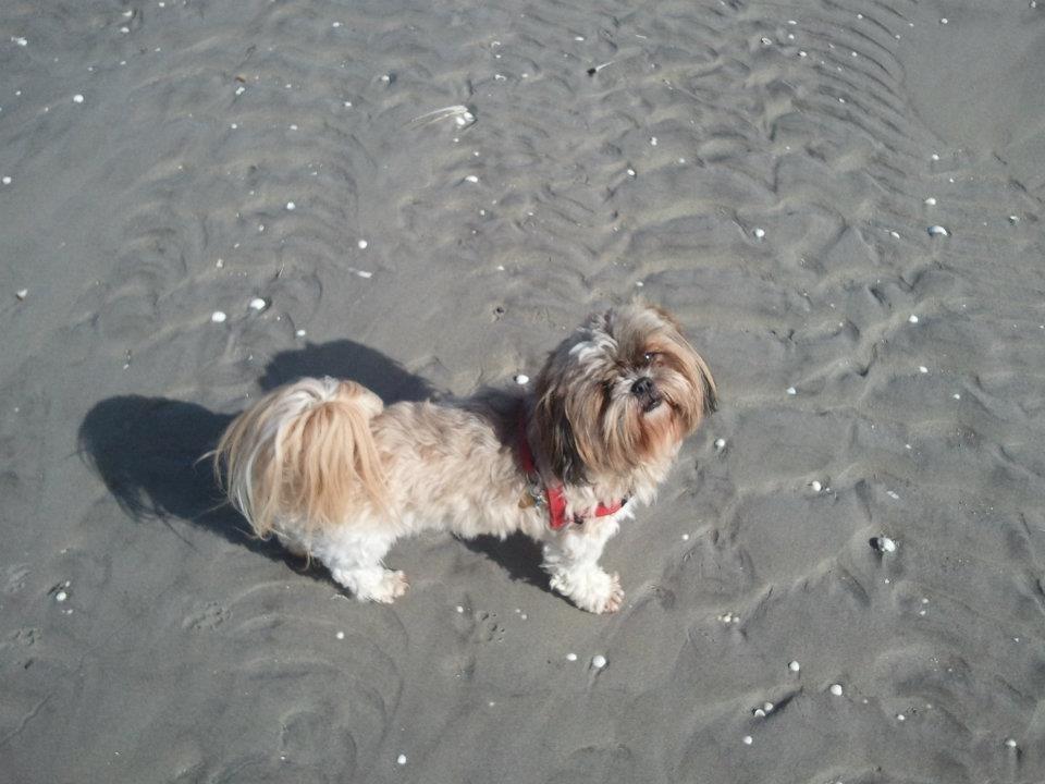 Shih tzu Ella billede 2