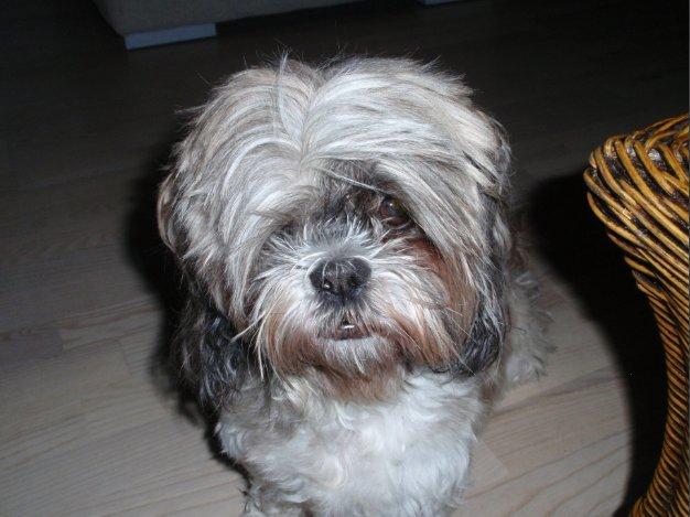 Shih tzu Ella billede 5