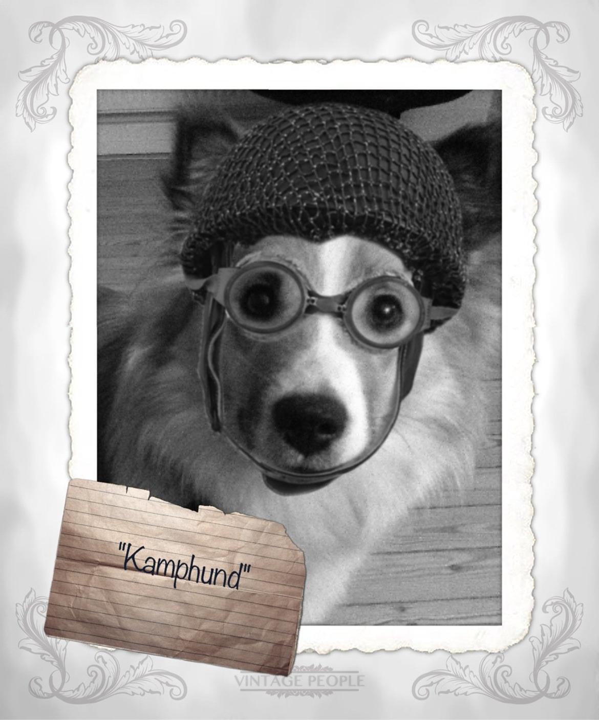 Islandsk fårehund Saga - Nu har jeg hørt SÅ meget om de dér "kamphunde" uden helt at forstå, hvad det var for noget - Nu har jeg fundet ud af det!
Hilsen Saga billede 21