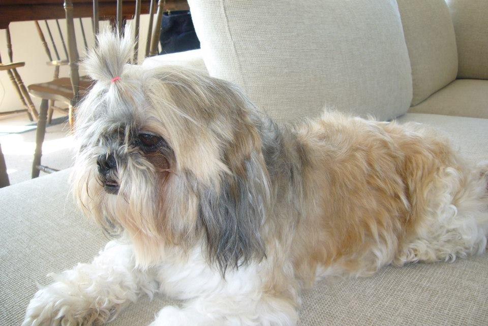 Shih tzu Ella billede 1