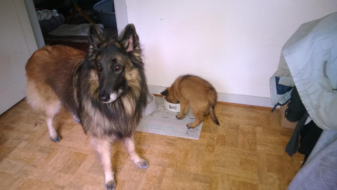 Tervueren Cast No Shadow - se far jeg spiser din mad nu :P billede 3